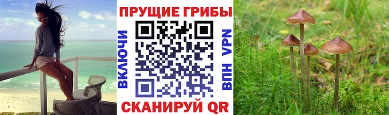продажа наркотиков  Брюховецкая  blacksprut tor  Галлюциногенные грибы Cubensis 