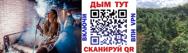 Бошки Шишки конопля Брюховецкая